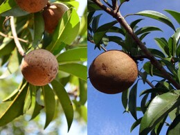 Amalsari Chikoo Benefits: पोषक तत्वों से भरपूर है GI टैग पाने वाले अमलसाड़ी चीकू, हड्डियों को बनाता है मजबूत, जानिए इसके फायदे Amalsari Chikoo Benefits: पोषक तत्वों से भरपूर है GI टैग पाने वाले अमलसाड़ी चीकू, हड्डियों को बनाता है मजबूत, जानिए इसके फायदे