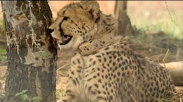 Female Cheetah Dies Of Injuries In Kuno National Park