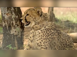 Cheetahs Prabhash, Pavak To Get New Home In Madhya Pradesh Sanctuary Cheetahs Prabhash, Pavak To Get New Home In Madhya Pradesh Sanctuary