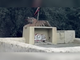 मां के साथ मौजूद छह साल के बच्चे को उठा ले गया बाघ...वन विभाग ने आनन-फानन में उठाया ये बड़ा कदम मां के साथ मौजूद छह साल के बच्चे को उठा ले गया बाघ...वन विभाग ने आनन-फानन में उठाया ये बड़ा कदम