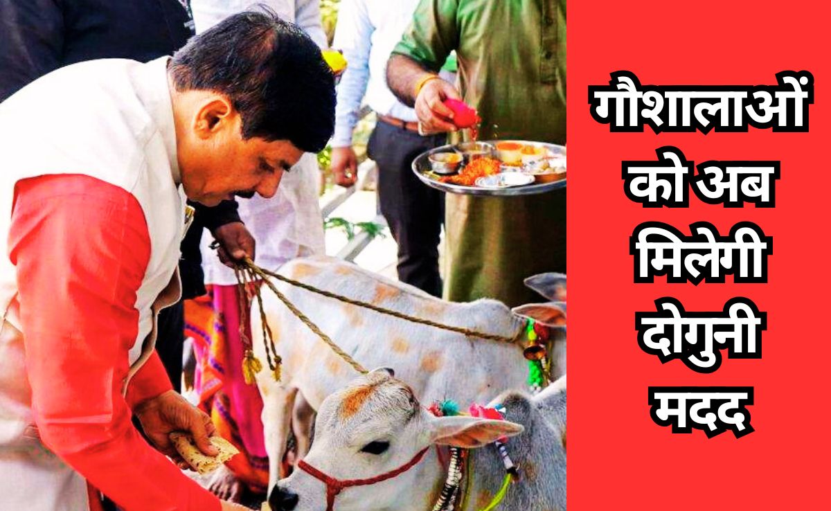 Good News: गौशाला संचालकों के अच्छे दिन, मोहन सरकार ने दोगुनी की गौशालाओं को दी जाने वाली आर्थिक मदद