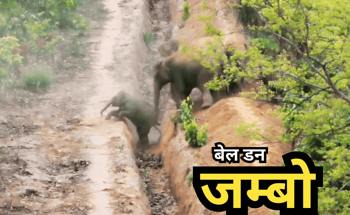 Baby Elephant Viral Video: और नन्हे हाथी ने जीत ली जंग, तीन फिट गहरे गड्ढे में गिर गया था जम्बो