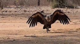 With GPS On Wings, A Vulture's Flight Of Hope In Madhya Pradesh