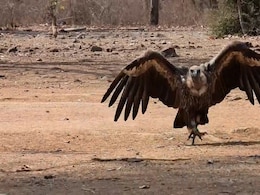 With GPS On Wings, A Vulture's Flight Of Hope In Madhya Pradesh With GPS On Wings, A Vulture's Flight Of Hope In Madhya Pradesh