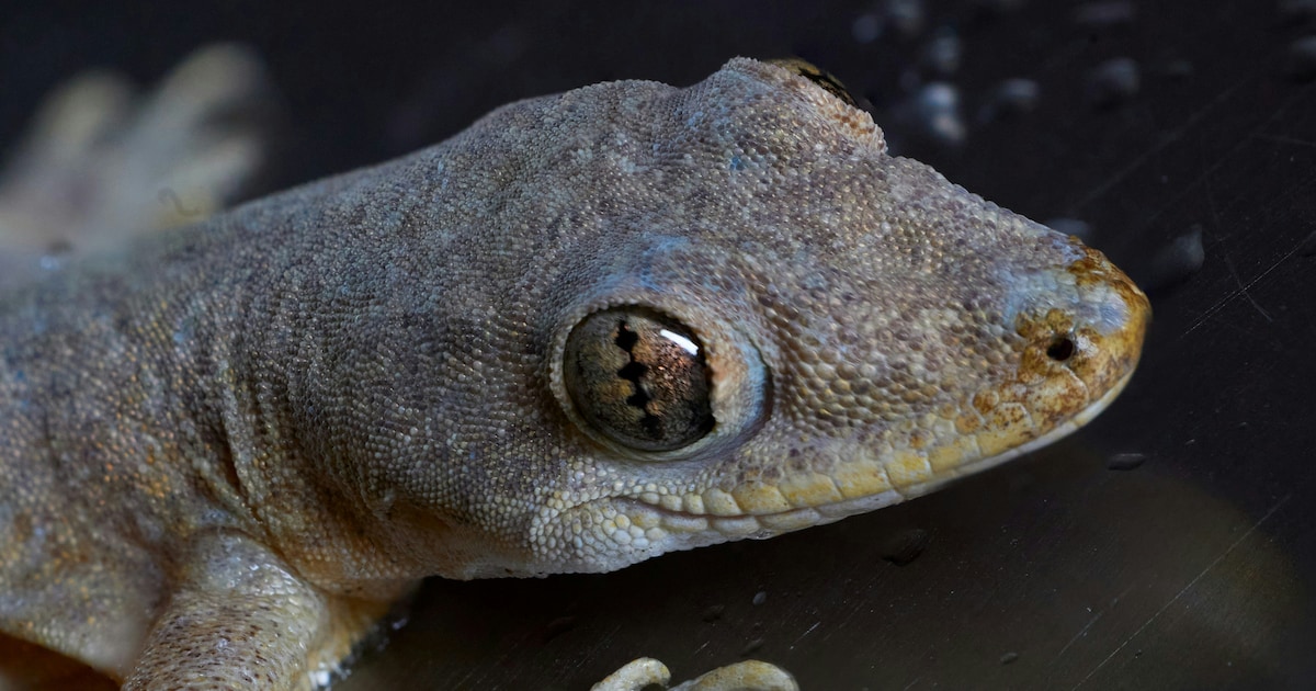 April Lizard How To Keep Lizards, Pests Out Of Home This Summer