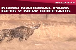 Madhya Pradesh CM Releases 2 Cheetahs In Gandhinagar's Kuno National Park Madhya Pradesh CM Releases 2 Cheetahs In Gandhinagar's Kuno National Park