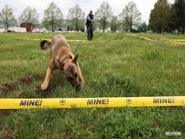 How Dogs From Bosnia Are Helping Ukraine Clear Minefields How Dogs From Bosnia Are Helping Ukraine Clear Minefields