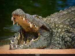 Crocodile Kills Beachgoer, Drags Victim Through Sea In Indonesia Crocodile Kills Beachgoer, Drags Victim Through Sea In Indonesia