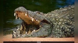45-Year-Old Woman Killed In Crocodile Attack While Bathing In Odisha River