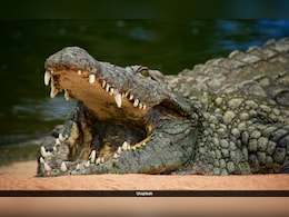 45-Year-Old Woman Killed In Crocodile Attack While Bathing In Odisha River 45-Year-Old Woman Killed In Crocodile Attack While Bathing In Odisha River