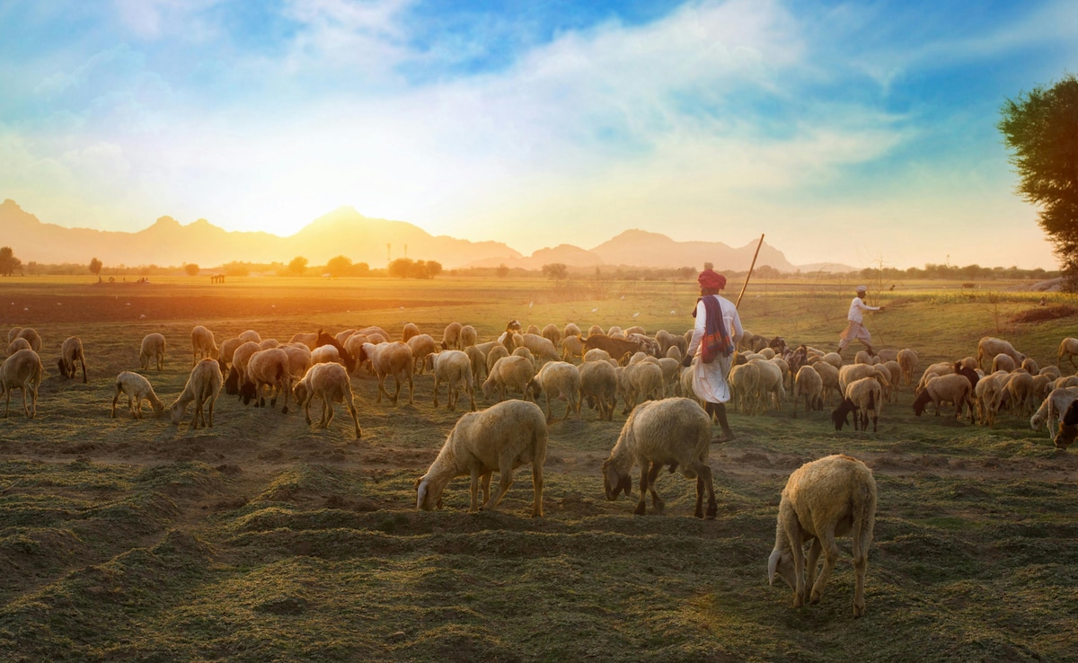 Jawai. Photo: Pexels Jawai. Photo: Pexels