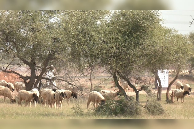 ओरण मवेशियों के विचरण के लिए बहतरीन जगहें हैं.  ओरण मवेशियों के विचरण के लिए बहतरीन जगहें हैं.