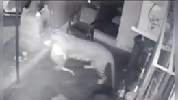 Video: Dog Fights Off Leopard, Returns To Feed Puppies Despite Injuries