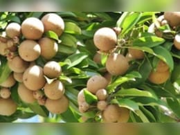 Gujarat Amalsad Chiku: जीआई टैग पाने वाले गुजरात के अमलसाड़ चीकू में क्या है खास? Gujarat Amalsad Chiku: जीआई टैग पाने वाले गुजरात के अमलसाड़ चीकू में क्या है खास?