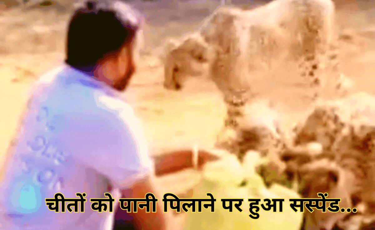 Kuno Cheetah: जान पर खेलकर प्यासी चीता और उसके 4 शावकों को पिलाया पानी, अब युवक की चली गई नौकरी