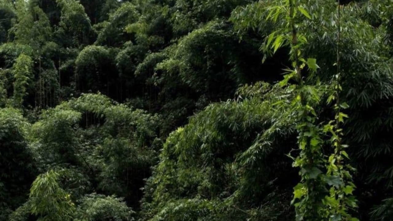 Green India Mission Fell Short By 98% In Increasing Forest Cover: CAG