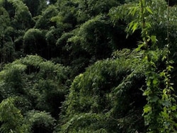 Green India Mission Fell Short By 98% In Increasing Forest Cover: CAG