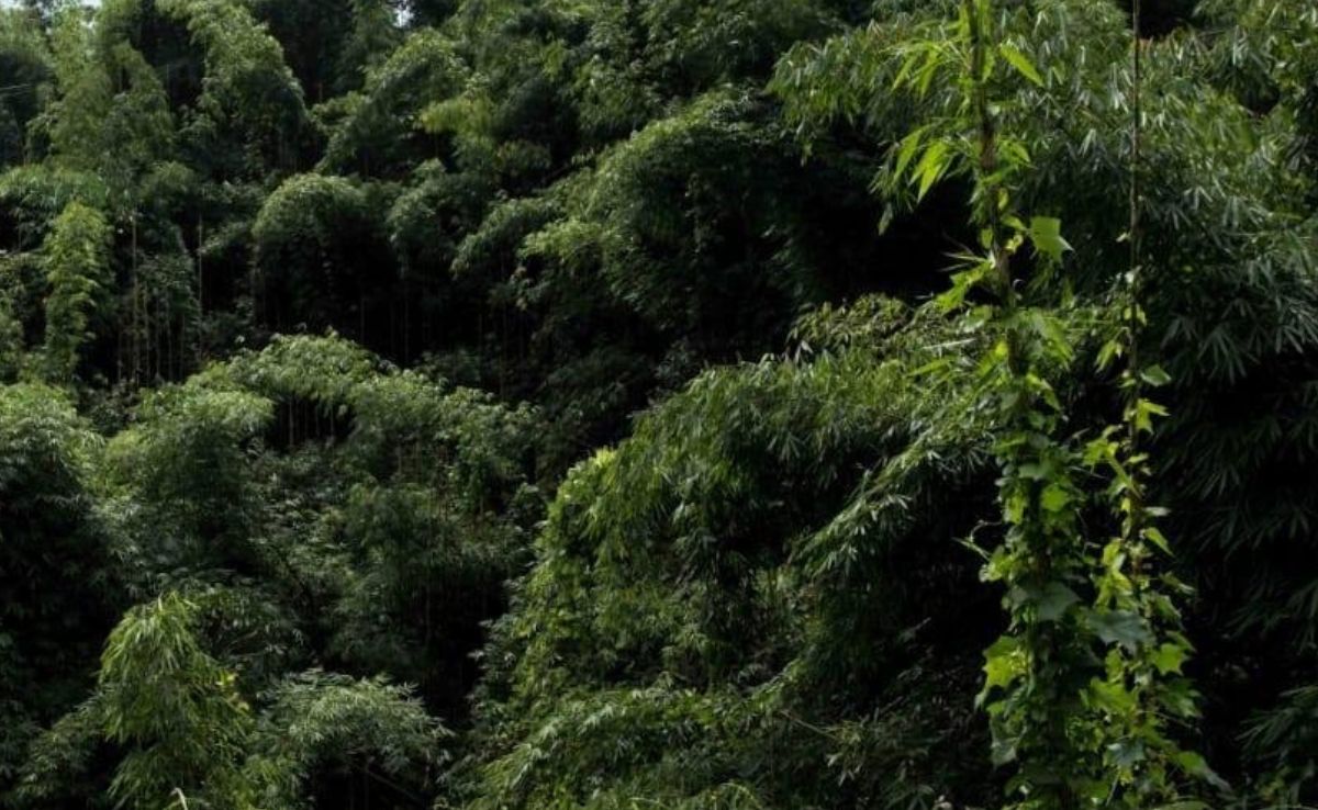 Green India Mission Fell Short By 98% In Increasing Forest Cover: CAG