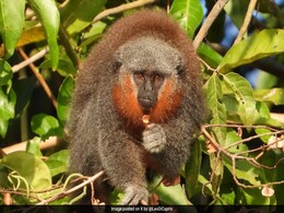 Race To Save The Amazon's Bushy-Bearded Monkeys Race To Save The Amazon's Bushy-Bearded Monkeys