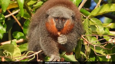 The 2nd Monkeys シルクスカーフ TM83630オフホワイト Race To Save The Amazon's Bushy-Bearded Monkeys