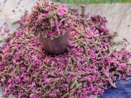 औषधीय गुणों से भरपूर हैं जिरहुल के फूल, सेहत के लिए वरदान से कम नहीं