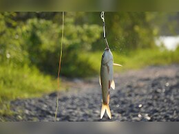 हावरटपणा नडला! तोंडात भरलेला जिवंत मासा त्याच्या श्वसननलिकेत अडकला आणि पुढे भयानकच घडलं...