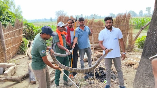 बिहार: घर में घुसा 12 फीट लंबा किंग कोबरा, डर गए लोग,  रेस्क्यू टीम के भी छूटे पसीने