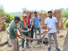 बिहार: घर में घुसा 12 फीट लंबा किंग कोबरा, डर गए लोग,  रेस्क्यू टीम के भी छूटे पसीने बिहार: घर में घुसा 12 फीट लंबा किंग कोबरा, डर गए लोग,  रेस्क्यू टीम के भी छूटे पसीने
