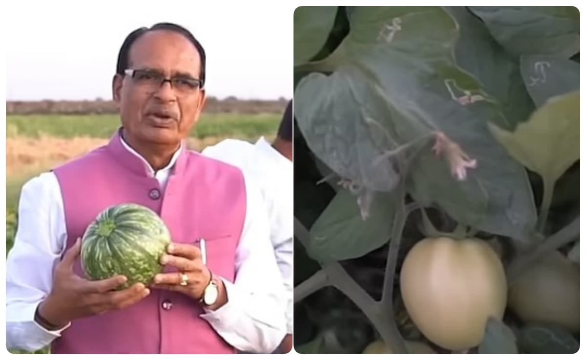(शिवराज सिंह चौहान ने खेत में उगाई फसल) (शिवराज सिंह चौहान ने खेत में उगाई फसल)