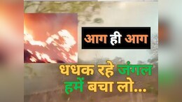 एमपी के इस&nbsp;टाइगर रिजर्व के जंगलों में 5वीं बार कैसे लगी भीषण आग? संकट में वन्य जीव