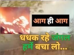 एमपी के इस टाइगर रिजर्व के जंगलों में 5वीं बार कैसे लगी भीषण आग? संकट में वन्य जीव एमपी के इस टाइगर रिजर्व के जंगलों में 5वीं बार कैसे लगी भीषण आग? संकट में वन्य जीव
