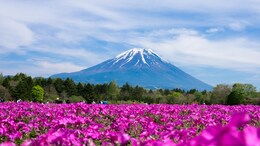 Here's Why The Fuji Shibazakura Festival 2025 Should Be On Your Spring Hit List