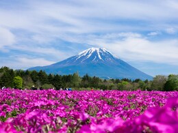 Here's Why The Fuji Shibazakura Festival 2025 Should Be On Your Spring Hit List