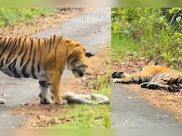 अजगर खाने के बाद बिगड़ी बाघ की हालत, बेहोश होकर गिरा, वीडियो देख लोग हैरान अजगर खाने के बाद बिगड़ी बाघ की हालत, बेहोश होकर गिरा, वीडियो देख लोग हैरान