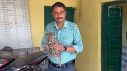Panther: जन्म लेने के बाद मां से बिछड़ गया शावक, मादा पैंथर ने नहीं किया स्वीकार तो वनकर्मी ही करने लगे देखभाल