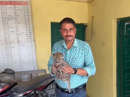 Panther: जन्म लेने के बाद मां से बिछड़ गया शावक, मादा पैंथर ने नहीं किया स्वीकार तो वनकर्मी ही करने लगे देखभाल Panther: जन्म लेने के बाद मां से बिछड़ गया शावक, मादा पैंथर ने नहीं किया स्वीकार तो वनकर्मी ही करने लगे देखभाल