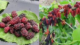 गर्मियों का रसीला फल शहतूत, सेहत के लिए है वरदान&nbsp;