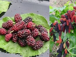 गर्मियों का रसीला फल शहतूत, सेहत के लिए है वरदान 