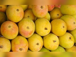 इस बार सीमांचल के मीठे आमों का स्वाद नहीं ले पाएंगे बांग्लादेशी, वजह जानकर आप भी रह जाएंगे दंग