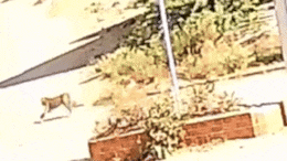 Rajasthan: कुत्तों के झुंड से डरकर भागा तेंदुआ, बांसवाड़ा की रिहायशी कॉलोनी में मूवमेंट के बाद खौफ
