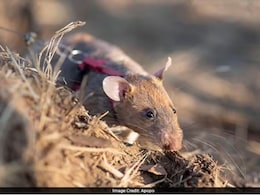 ऐसा-वैसा नहीं ये है स्नीफर रैट, इस चूहे ने बनाया अनोखा वर्ल्ड रिकॉर्ड, करता है ऐसा काम, आप कहेंगे चूहा ही है या कुछ और