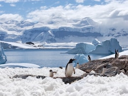 8 Incredible Places To See Penguins In The Wild