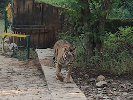 Ranthambore: रणथंभौर में बढ़ा बाघों का कुनबा, 2 शावकों के साथ नजर आई बाघिन सुल्ताना