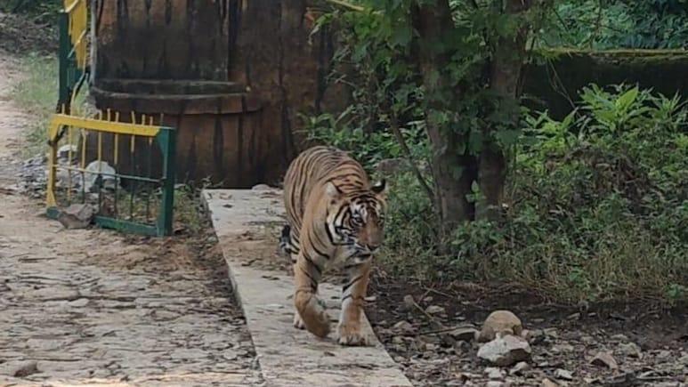 Ranthambore: रणथंभौर में बढ़ा बाघों का कुनबा, 2 शावकों के साथ नजर आई बाघिन सुल्ताना