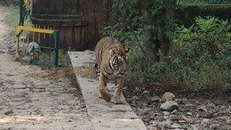 Rajasthan: रणथंभौर में बढ़ा बाघों का कुनबा, सुल्ताना ने 3 नए शावकों को दिया जन्म