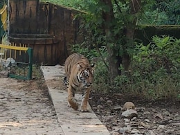 Rajasthan: रणथंभौर में बढ़ा बाघों का कुनबा, सुल्ताना ने 3 नए शावकों को दिया जन्म