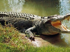 15-Year-Old Girl Drowns After Crocodile Drags Her Into River In Rajasthan