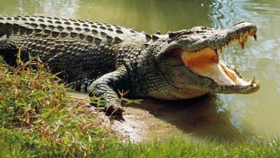 15-Year-Old Girl Drowns After Crocodile Drags Her Into River In Rajasthan