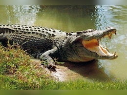 Rajasthan: बनास नदी में मगरमच्छ ने किसान पर किया हमला, दोनों हाथ-पैर बुरी तरह नोच डाले Rajasthan: बनास नदी में मगरमच्छ ने किसान पर किया हमला, दोनों हाथ-पैर बुरी तरह नोच डाले