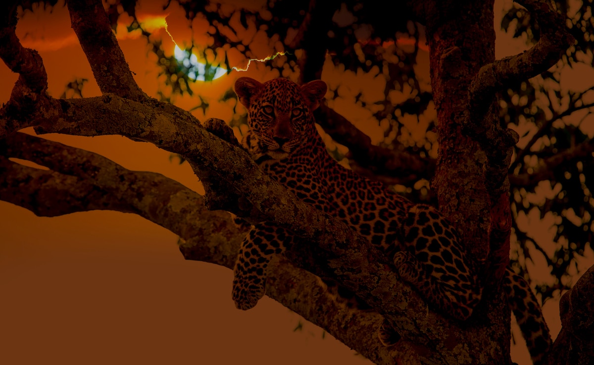 помислете за дивите странични часовници на Индия по залез Не